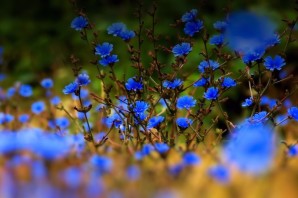 Летние синие цветы