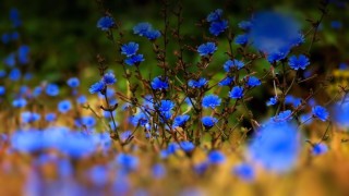 Летние синие цветы
