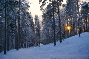 Зимний лес ленинградской области