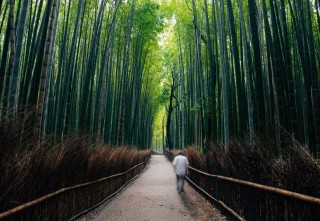 Бамбуковый лес киото япония