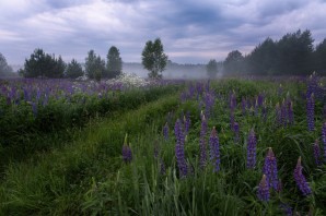Люпиновые поля в ленинградской области