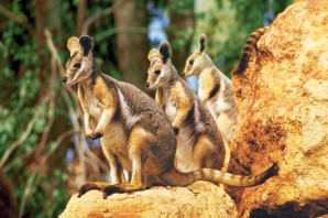 Флора и фауна австралии