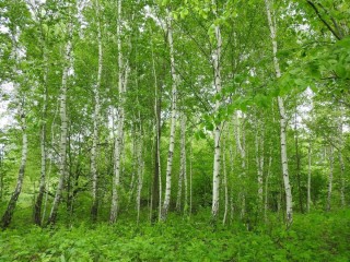 Разнообразие природы рязанского края