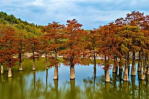 Сукко деревья в воде