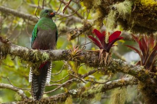 Флора и фауна южной америки