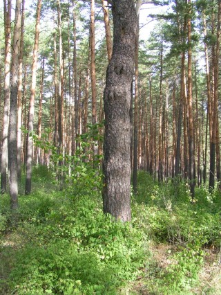 Сосновый бор нижегородская область