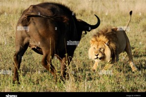 Охота львов в дикой природе