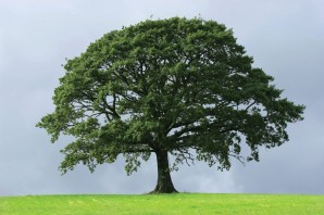 Дерево с большой кроной