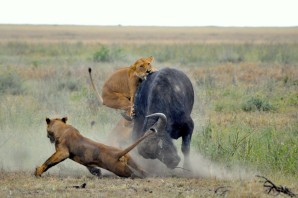 Буйволы и львы в дикой природе африка