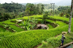 Рисовые поля в индонезии