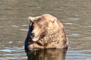 Аляска медведи