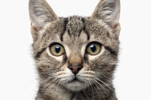 Лицо кота на белом фоне