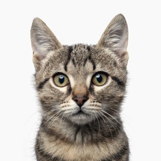 Лицо кота на белом фоне