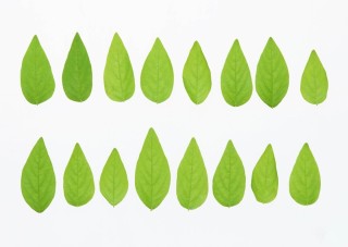 Зеленые листочки для вырезания