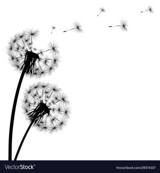 Одуванчик на белом фоне