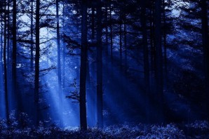 Лес ночью фон