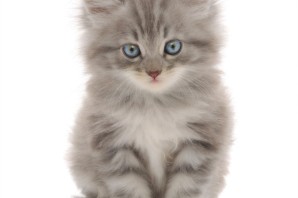 Серый котенок на белом фоне