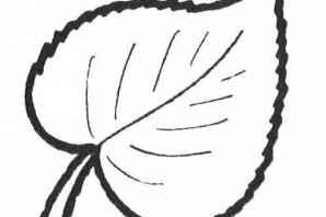 Лист липы трафарет для вырезания