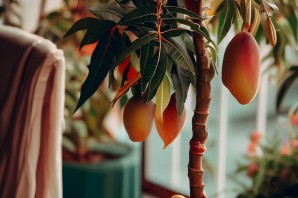 Поделка из косточки манго