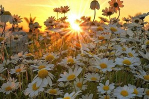 Природа цветы солнце