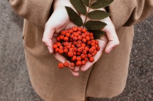 Красивая ветка рябины