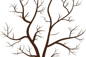 Ствол клена без листьев