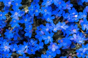 Маленькие синие цветочки