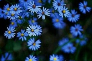 Полевые цветы голубого цвета