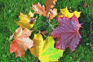 Природа дубовые и кленовые листья