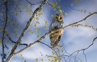 Сова на дереве из листьев