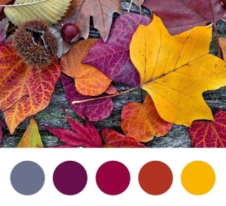 Осенняя палитра красок