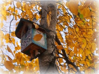 Осенний скворечник