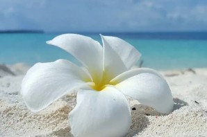 Мальдивский цветок