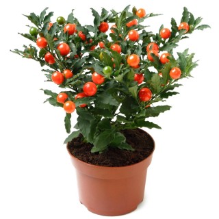 Декоративное растение с красными ягодами