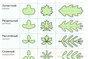 Раздельные листья примеры