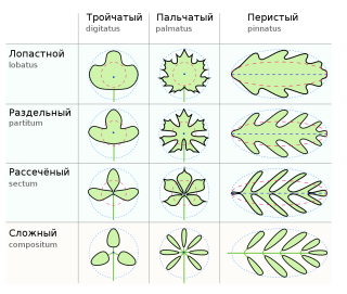 Раздельные листья примеры