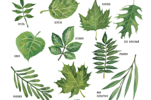 Листок лиственного растения