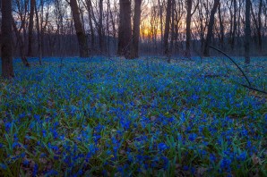 Лесной цветок синего цвета