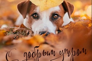 Доброе осеннее утро пятницы