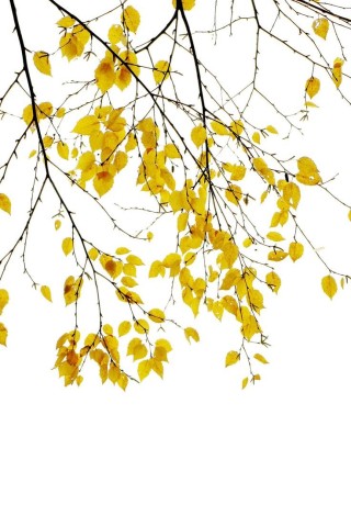 Ветка березы осенью