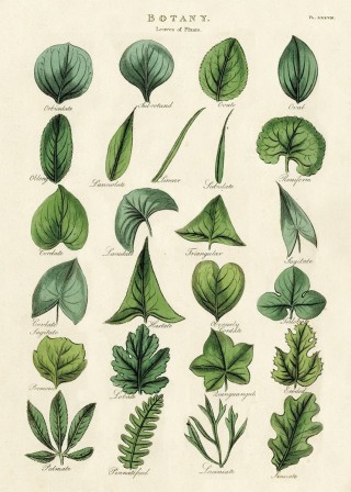 Разные виды листов