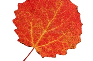 Листик осины осенью