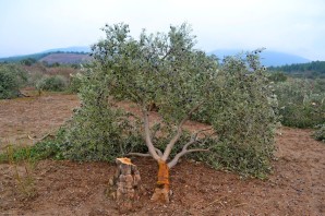 Дерево иудеев гаркад
