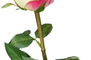 Роза с розовой каймой