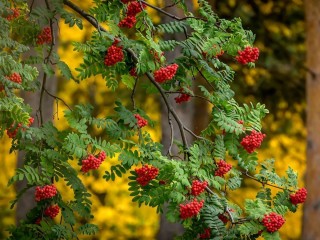 Осенний куст рябины