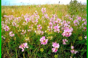 Цветы луговой сибири