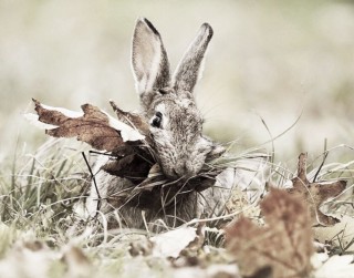 Осенний заяц