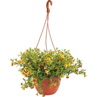 Однолетние ампельные растения для кашпо