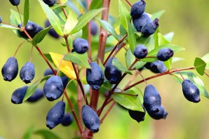 Черные ягодки на кустах