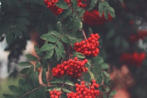 Куст рябины осенью